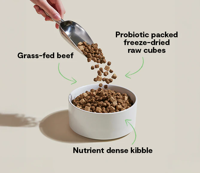 Open Farm GoodGut Grass-Fed Beef Dog Kibble - Image 4